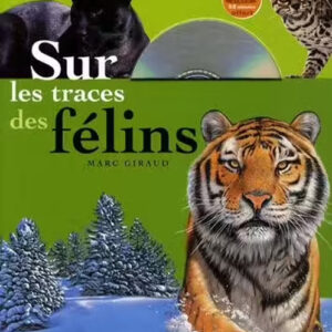 Sur les traces des felins